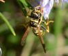 Polistes sp.